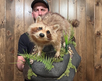 Vintage Fullbody Raccoon Mount Taxidermy: Rustic Man Cave Decor