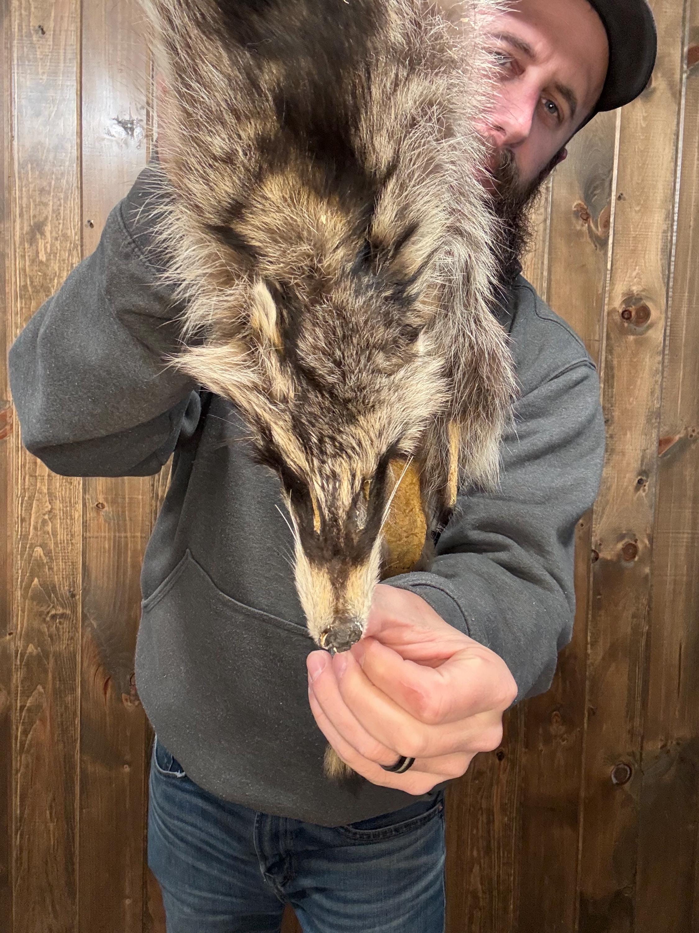 Soft Tanned Raccoon Pelt Animal Fur Taxidermy Oddity Man Cave Cabin ...