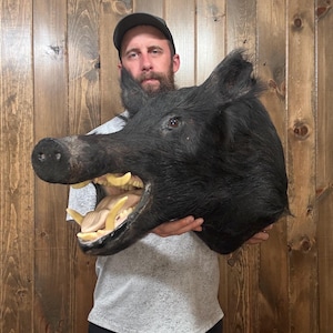May include: A taxidermy mount of a wild boar head featuring coarse black fur, a long snout, and an open mouth displaying prominent, curved ivory-colored tusks and teeth. The animal head is positioned in profile, showcasing detailed facial features.