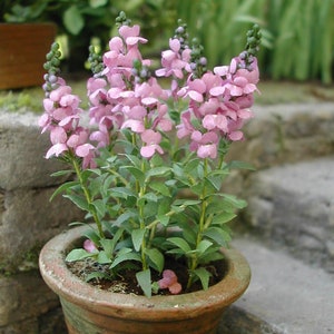 Snapdragon - Flower KIT / Løvemund - Blomster KIT - verschiedene Farben