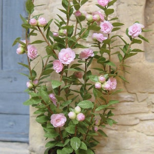 Camellia - Miniaturblumen KIT - mehrere Farben