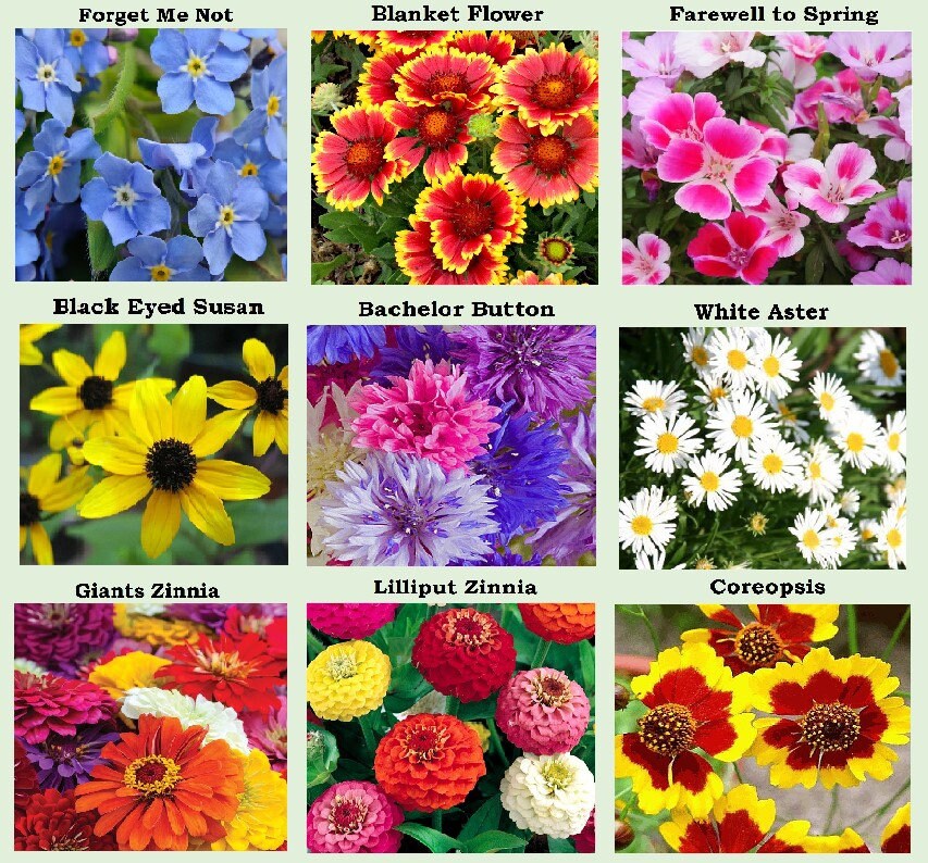 25 Heirloom Flower Seed Packets Including 20 Varieties Flower Etsy UK