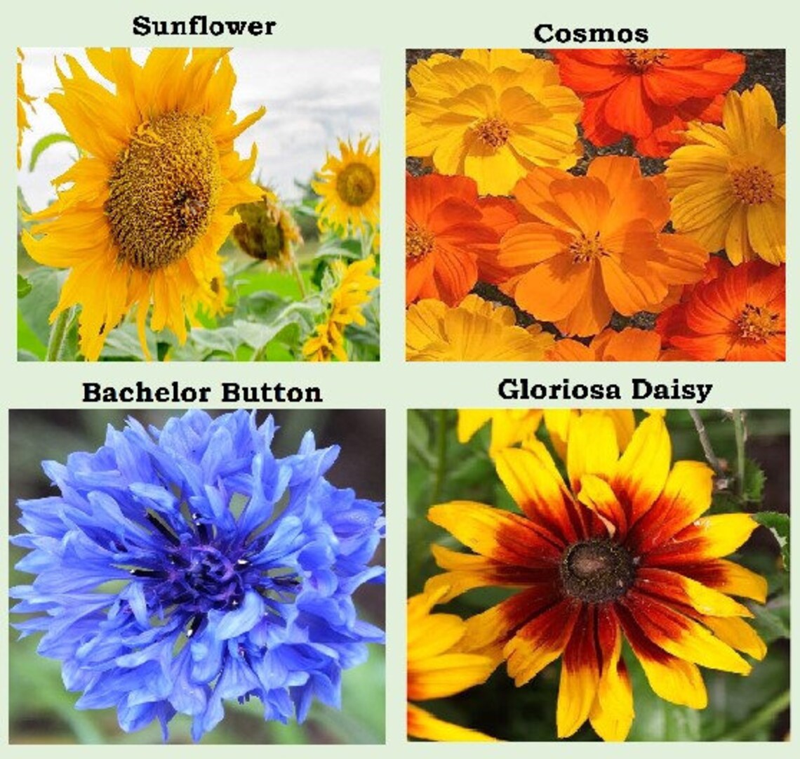 25 Heirloom Flower Seed Packets Including 20 Varieties Flower Etsy