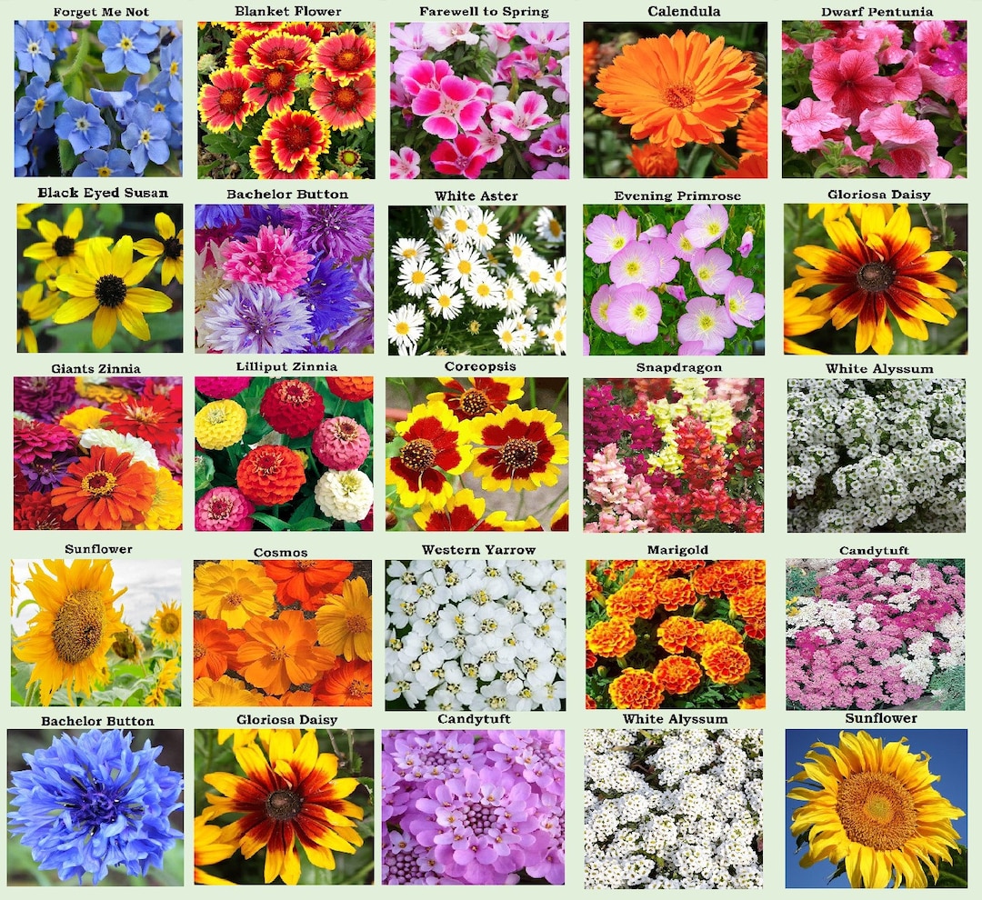 25 Heirloom Flower Seed Packets Including 20 Varieties Flower - Etsy