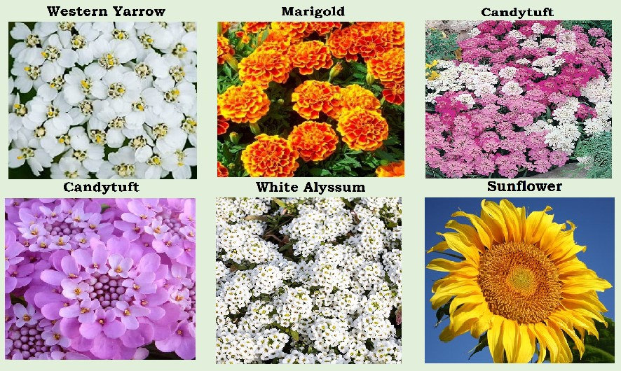 25 Heirloom Flower Seed Packets Including 20 Varieties Flower Etsy UK