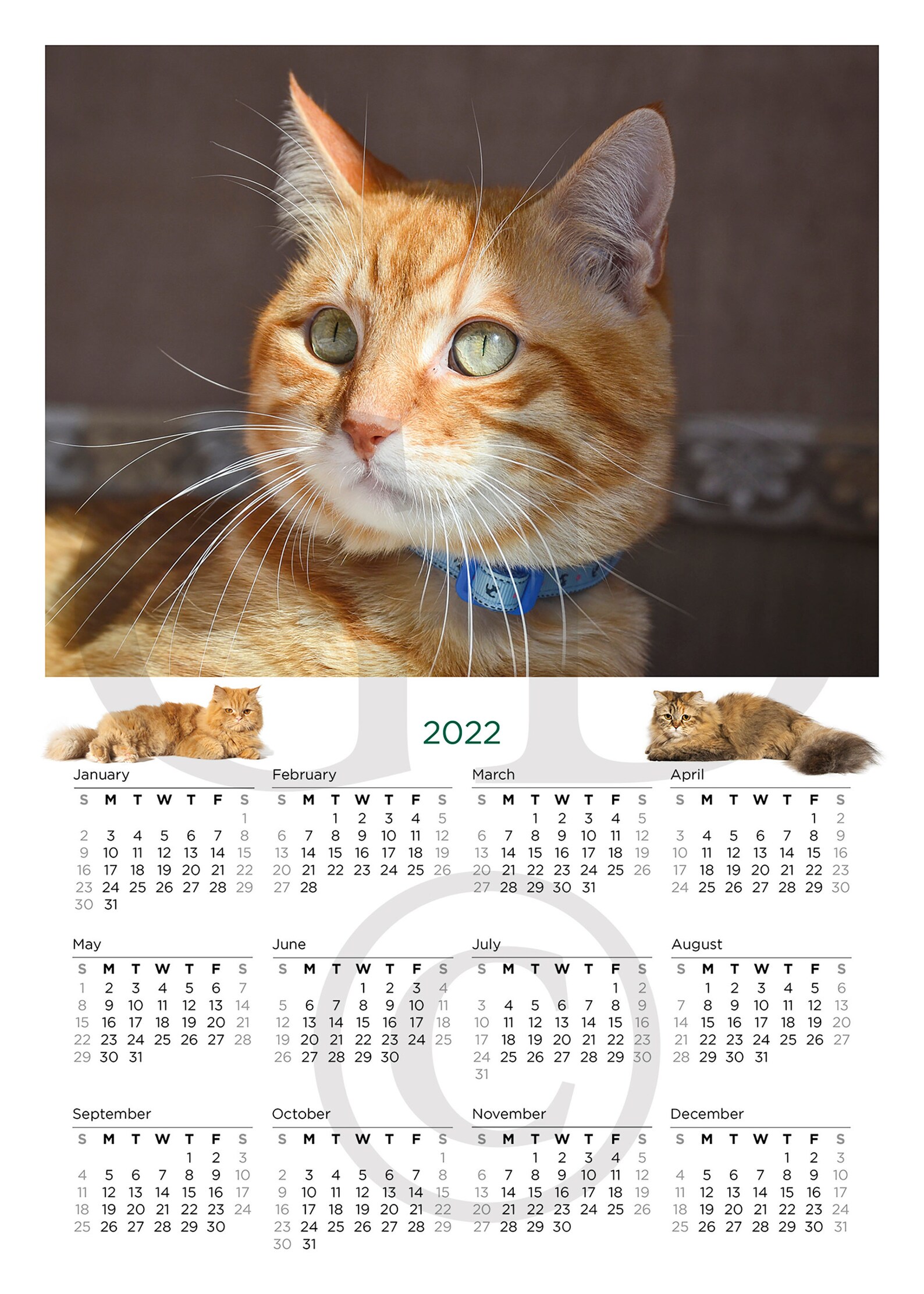 Cat Calendar 2022 for Cat Lovers Printable Digital Wall Etsy