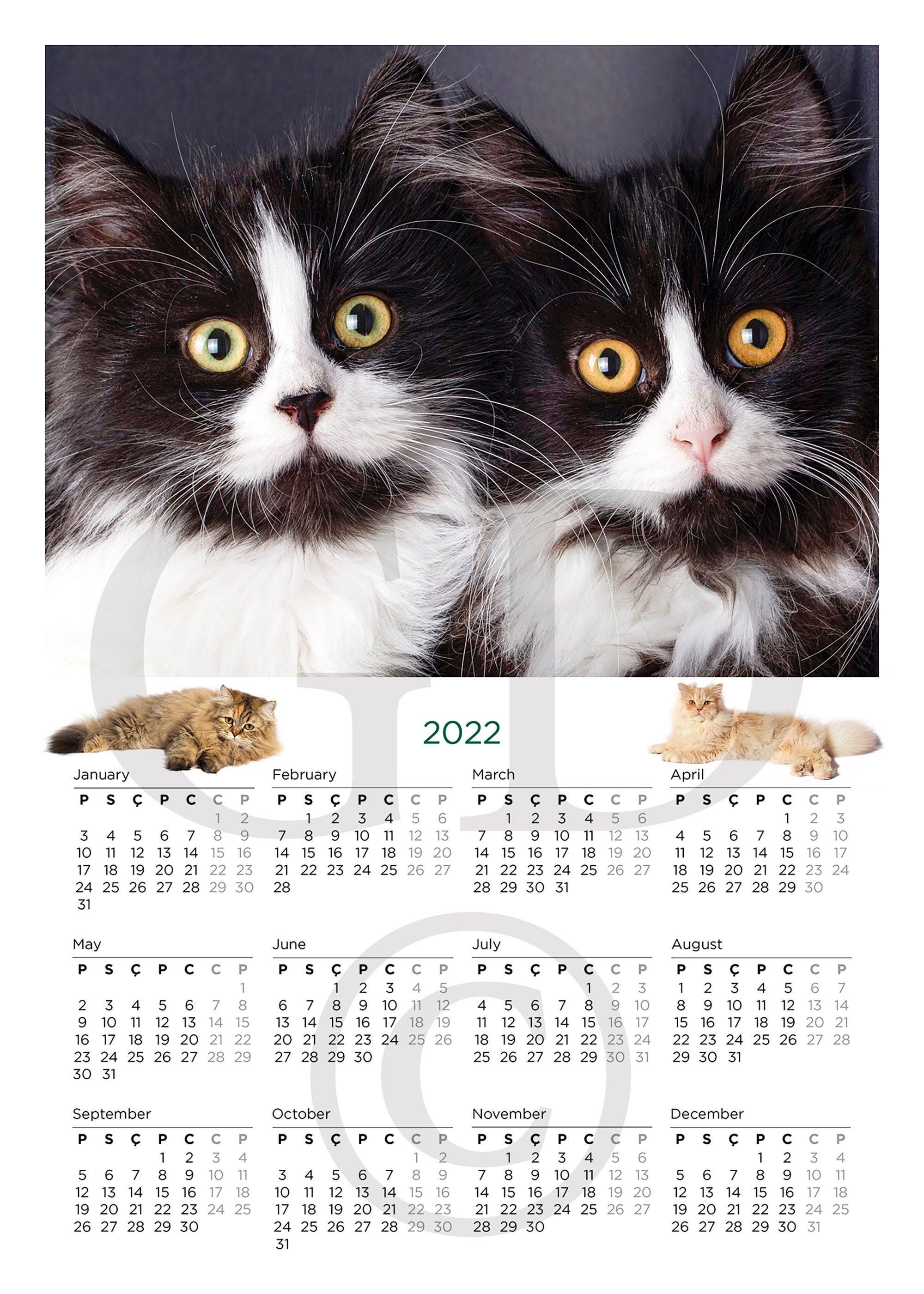 Cat Calendar 2022 for Cat Lovers Printable Digital Wall Etsy