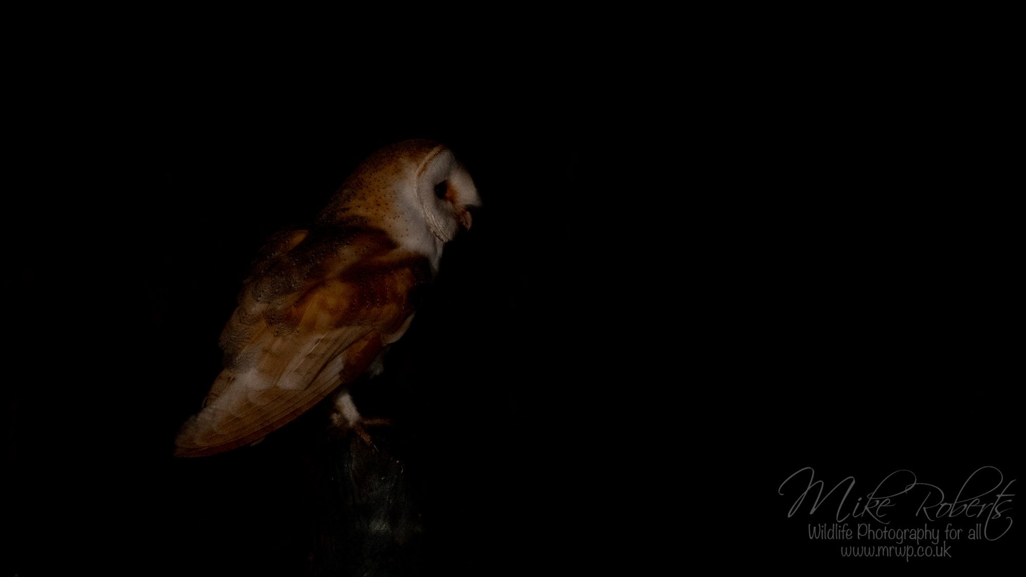Barn Owl Print 10x8 Glossy