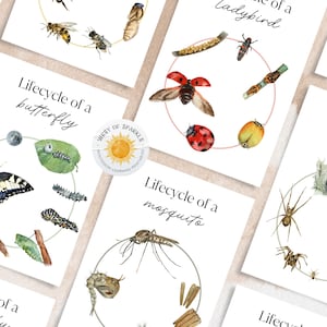 34 Mini-LIFECYCLE FLASHCARDS, Set von 34 druckbaren Lebenszyklus Karteikarten, druckbare Karteikarten, Ressourcen für frühe Jahre, Homeschooling Montesori