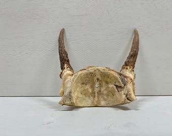 Deer spike / taxidermy deer / bones and skulls / taxidermy oddity
