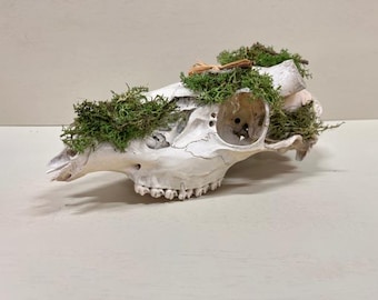 Colgante de pared con forma de cráneo de ciervo cubierto de musgo - rareza
