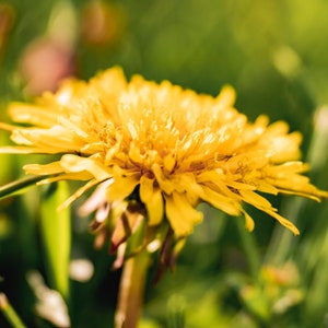 Dandy Dandelion
