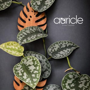 May include: A close-up of a plant with large, heart-shaped leaves with a speckled pattern in shades of green and silver. A wooden leaf-shaped plant hook is visible. The text "auricle PLANT HOOKS" is displayed in white.