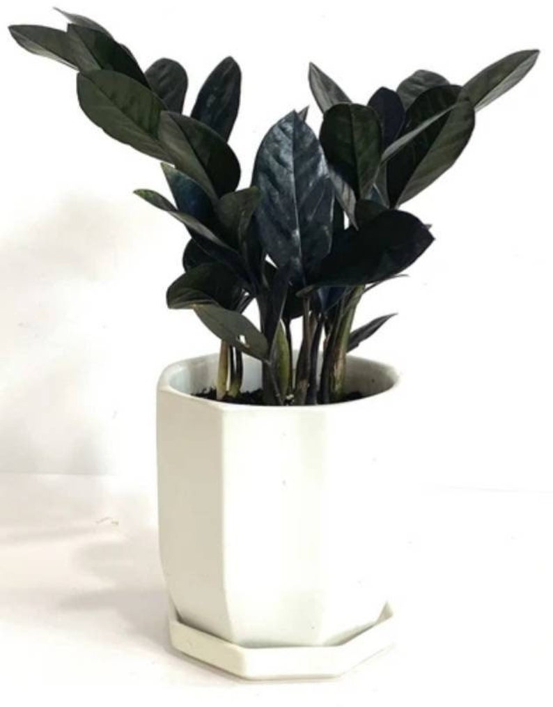 Rare Black Raven Zz Plant House Plants Low Maintenance Ex Rare Black Raven Zz Plant House Plants Low Maintenance Ex