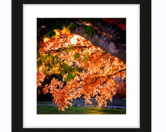 Peek-A-Boo Sunset- Fall Home Decor- Fall Photography- Sunset Photography- Fall Inspo- Fall Leaves