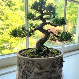 May include: A small pine bonsai tree with a textured, dark brown trunk and green needles, planted in a cylindrical gray ceramic pot. The pot features a detailed relief carving of figures in traditional armor and a building, resting on a wooden base.
