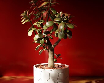 3D Printed Plant Pot: Modern Minimalist Design with Drip Tray
