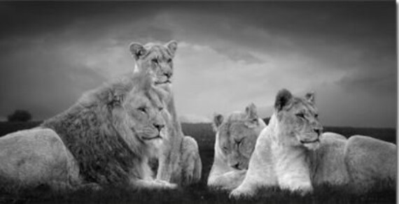 Familia de leones africanos en la sabana Pinturas de lienzos - Etsy España