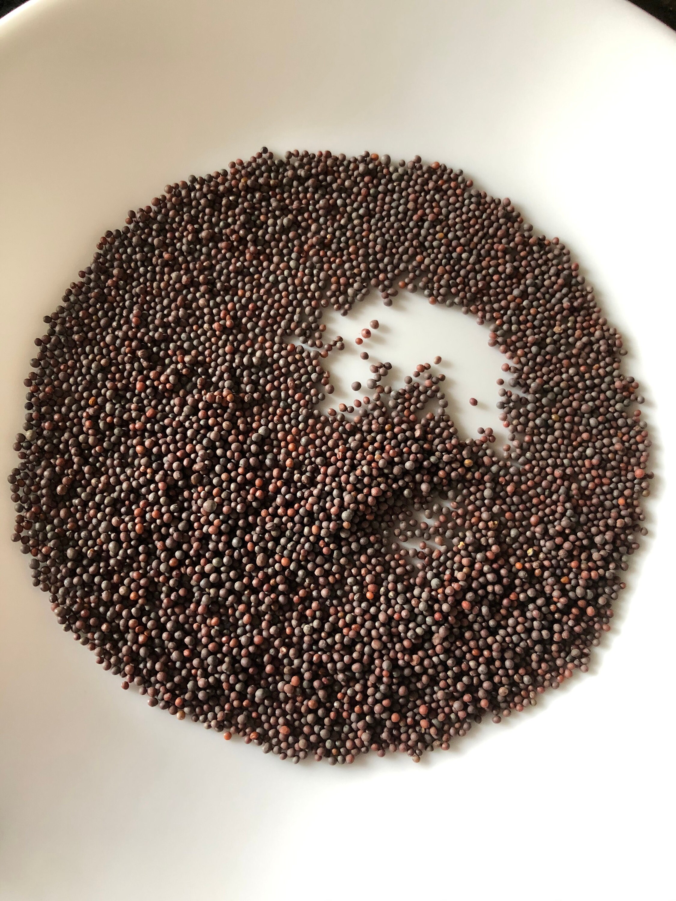 Organic Mustard Seeds in pods Etsy