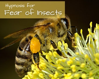 Puede incluir: Primer plano de una abeja recogiendo polen de una flor amarilla. La abeja está cubierta de polen y tiene un cuerpo peludo. La flor está enfocada y la abeja está ligeramente desenfocada. El texto "Hipnosis para el miedo a los insectos" está en el fondo.