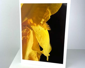 Photography Art Card - 5x7" - Golden Bearded Iris