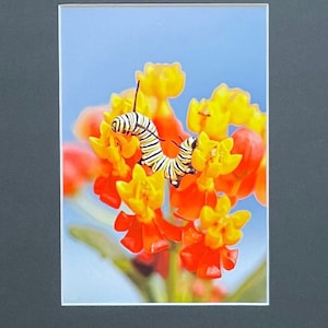 Monarch Butterfly Caterpillar Print