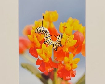 Monarch Butterfly Caterpillar Matted Print