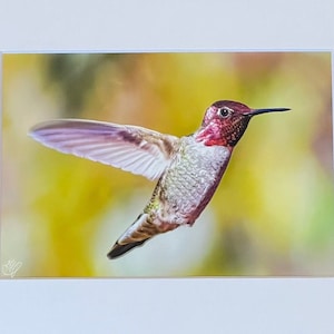 Anna’s Hummingbird Print