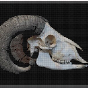 May include: A white ram skull with a large, curved horn. The skull is set against a black background.