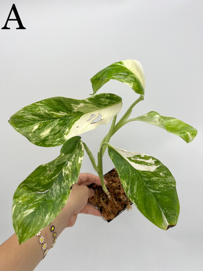 REHAB Variegated Monstera Lechleriana - Monstera Albo - House Plant 