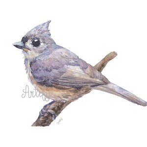 Tufted Titmaus Vogel Aquarell Malerei, DIGITAL DOWNLOAD DATEI nur, Vogel Kunst, Druckbare Kunst, Wand Dekor, Frühling Kunst