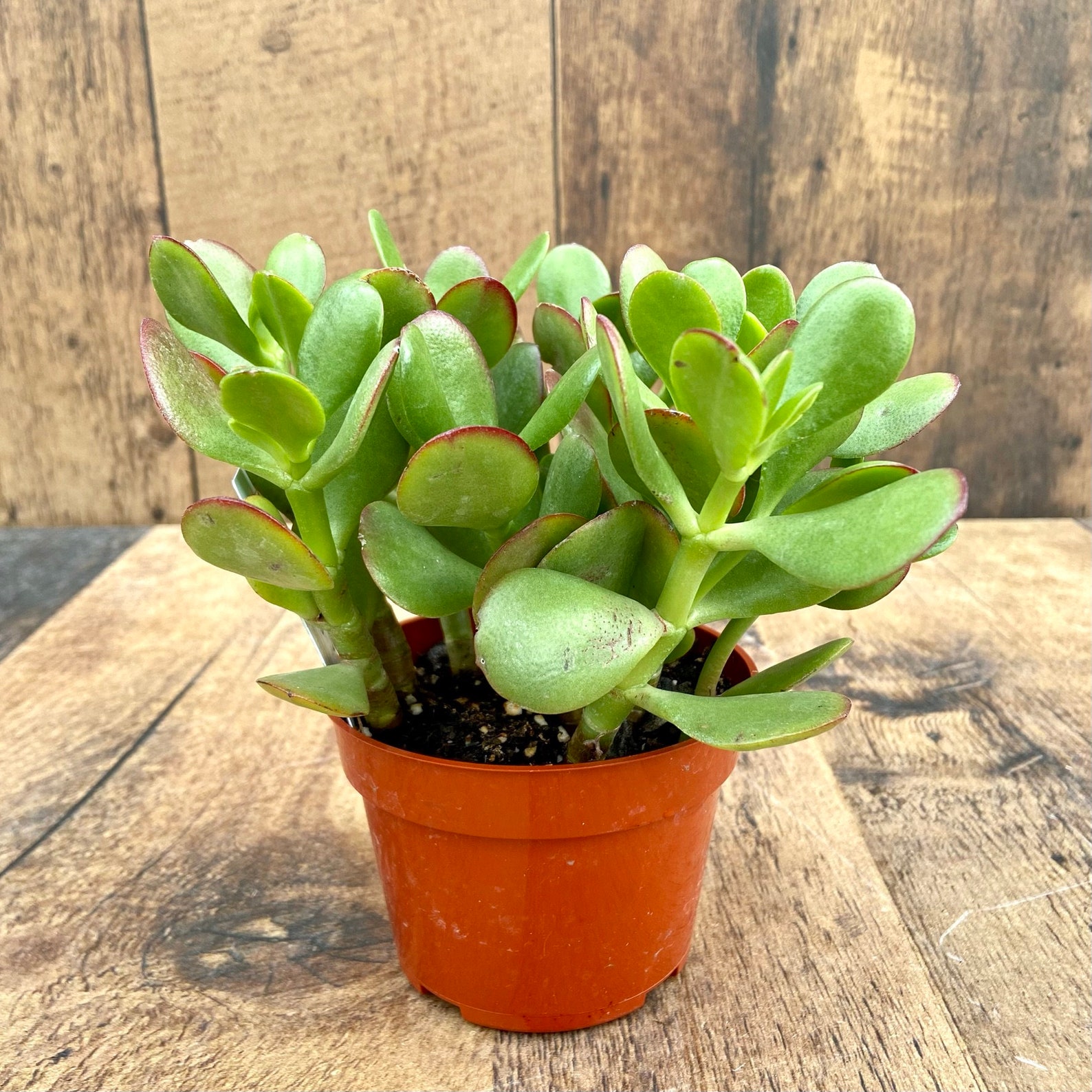 Jade Crassula Ovata Live Plant House Plant Succulent Etsy