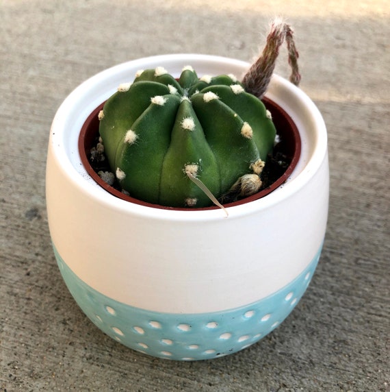 domino cactus domino cactus