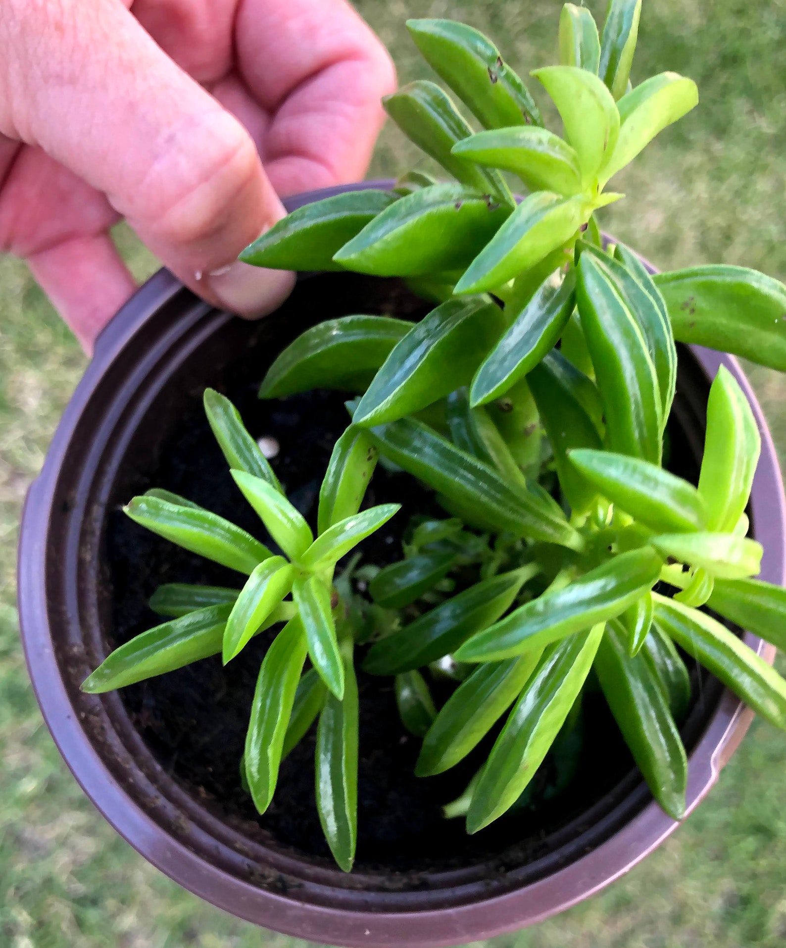 Peperomia Green Bean Happy Bean Succulent plant 4.5 inch Pot Etsy