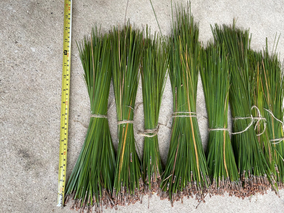 1214 Florida Longleaf Pine Needles for Weaving Baskets and Etsy