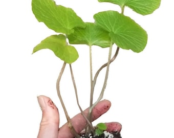 Tres plantas de wasabi