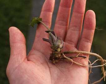 Tres plantas de wasabi