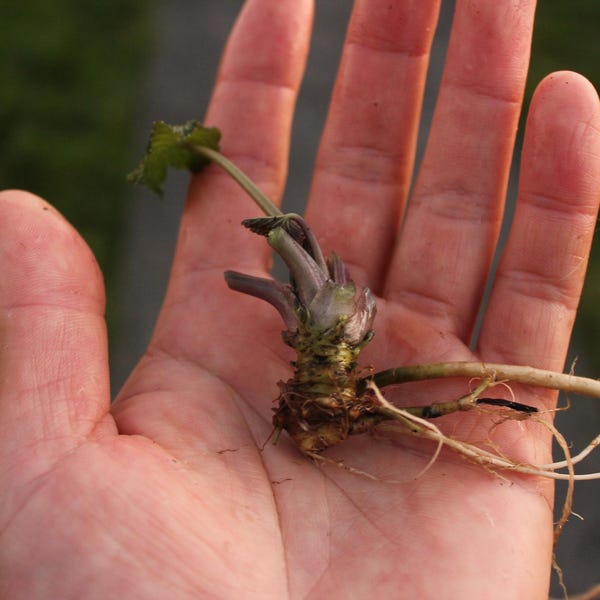 Wasabi Plants