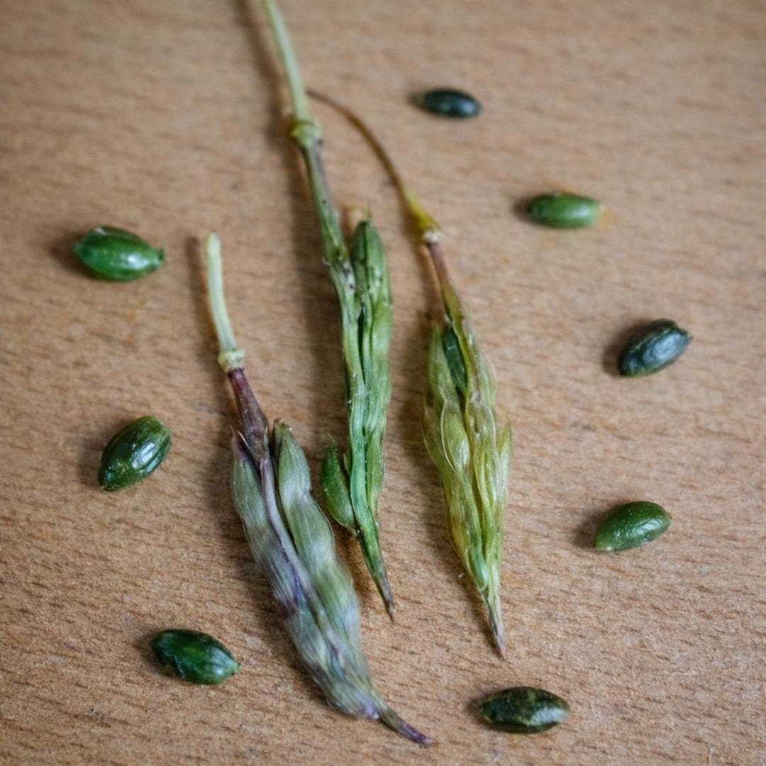 Genuine Wasabi Seeds (25 Seeds) - Etsy