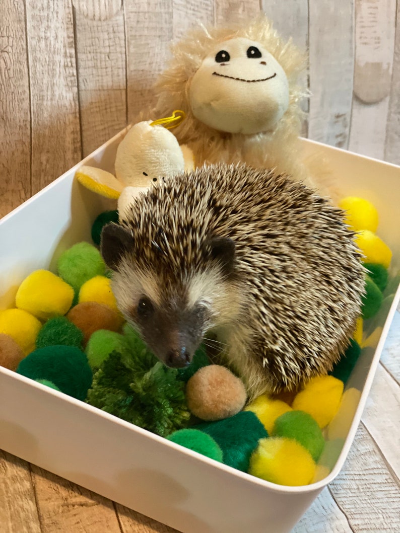 Small Dig Box Hedgehog Dig Box Small Animal Forage Box Etsy
