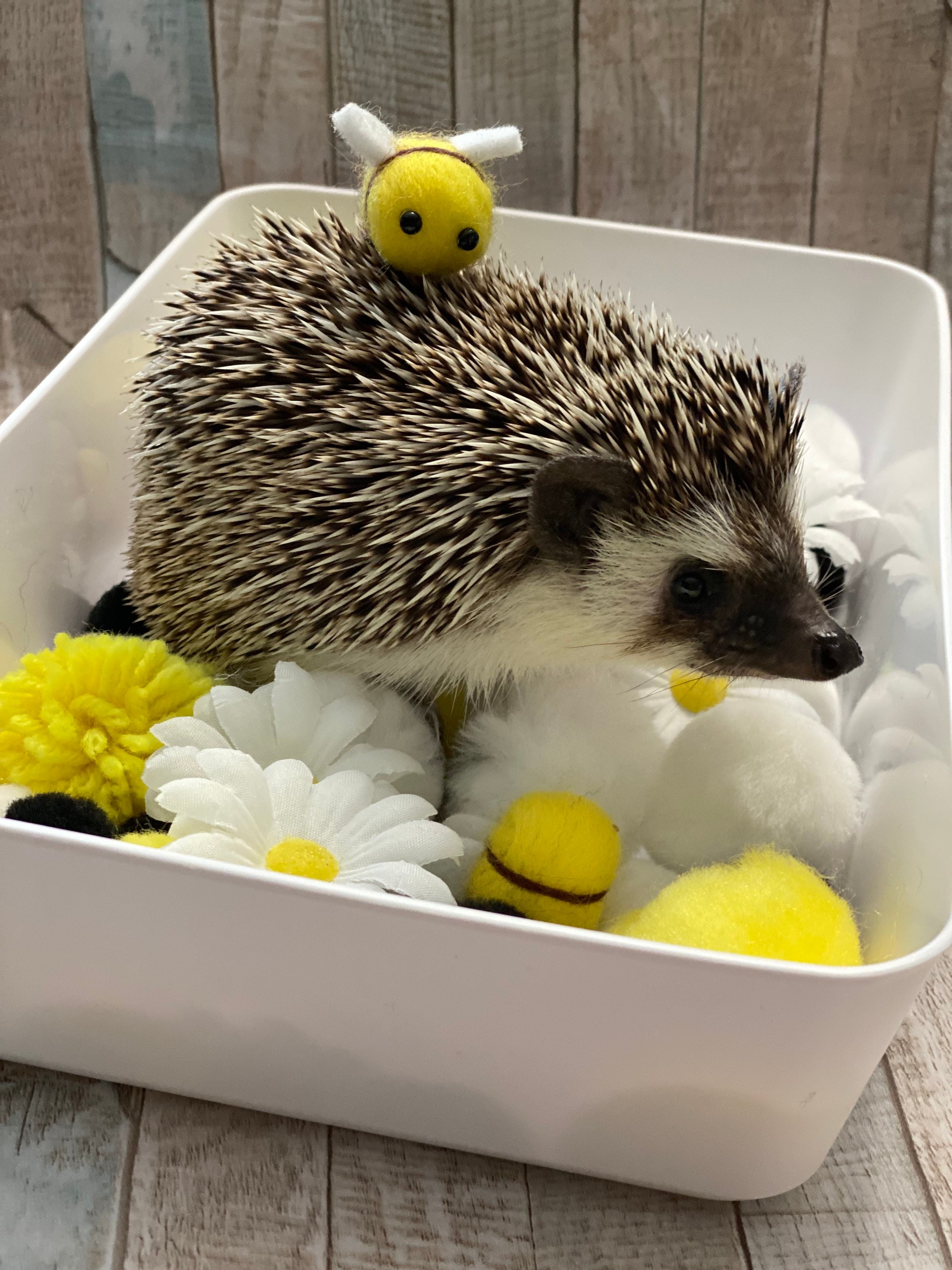 Small Dig Box Hedgehog Dig Box Small Animal Forage Box Etsy