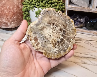 Petrified Wood Slab