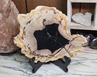 Petrified Wood Slab with Black agate