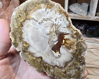 Petrified Wood Slab