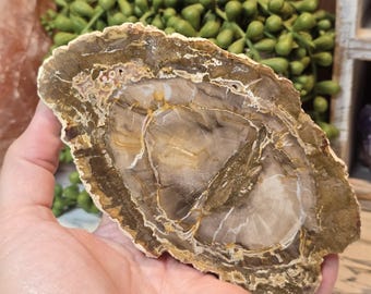 Petrified wood slab