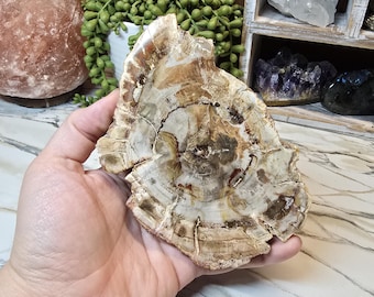 Petrified Wood Slab