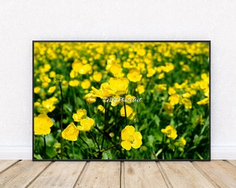 Yellow Meadow Flowers Photo, Digital Download, Nature Photo, Stock Photo, Printable Flower, Yellow Flowers, Flower Background