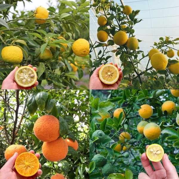 Cold Hardy Citrus Variety Pack: Yuzu Lemon, Grapefruit, Mandarin Orange, Trifoliate Orange, 3-4 inches, Bare Root - Read Description!