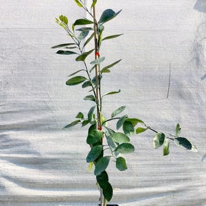 Satsuma Mandarin Hardy Orange Tree - Xie Shan, Frost Owari - Grafted 1 Gal - Read Description!