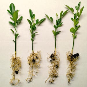 Cold Hardy Citrus Seedling 4-pack - Read Description!